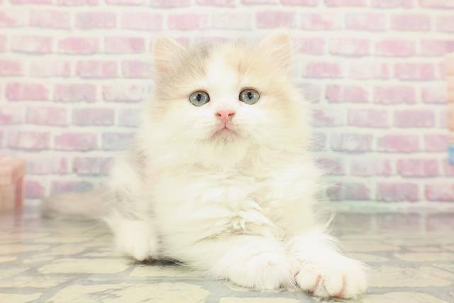 東京都のミヌエット (Coo&RIKU大久保店/2025年12月23日生まれ/女の子/ダイリュートキャリコ)の子猫の3枚目の画像