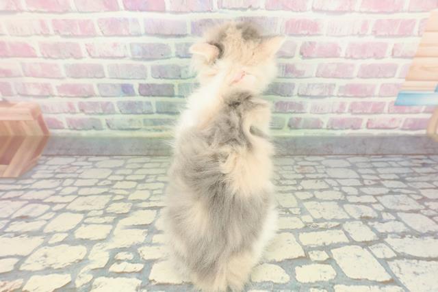 東京都のミヌエット (Coo&RIKU大久保店/2025年12月23日生まれ/女の子/ダイリュートキャリコ)の子猫の4枚目の画像