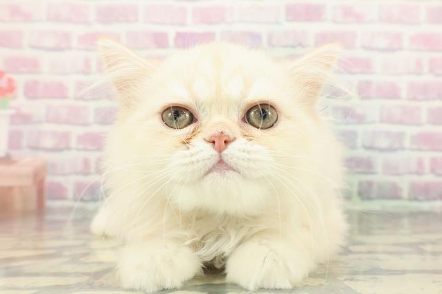 山梨県のミヌエット (Coo&RIKU甲府昭和通り店/2025年11月8日生まれ/男の子/クリームタビー)の子猫の1枚目の画像