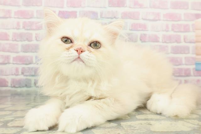 山梨県のミヌエット (Coo&RIKU甲府昭和通り店/2025年11月8日生まれ/男の子/クリームタビー)の子猫の2枚目の画像