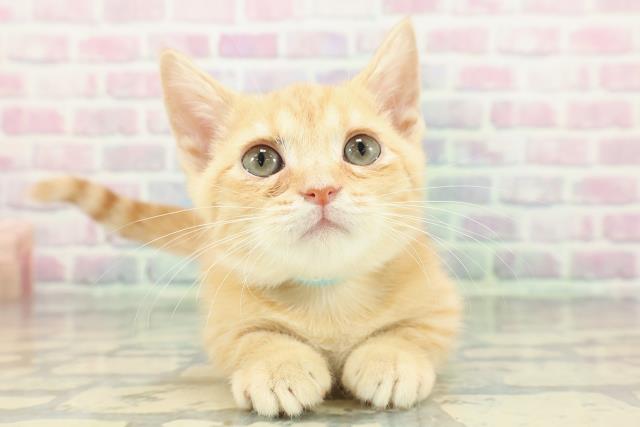 栃木県のマンチカン (Coo&RIKU小山店/2025年11月22日生まれ/男の子/レッドタビー)の子猫の1枚目の画像