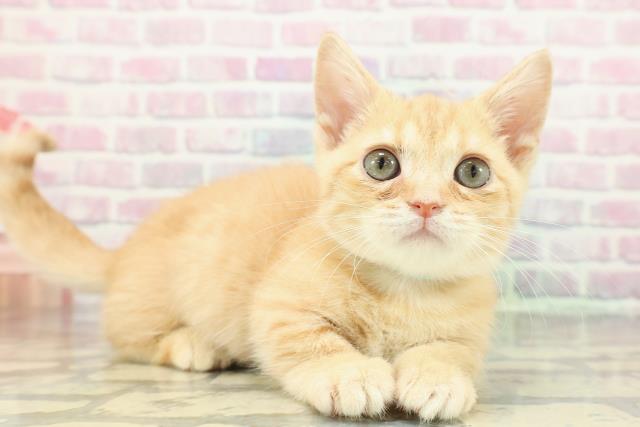 栃木県のマンチカン (Coo&RIKU小山店/2025年11月22日生まれ/男の子/レッドタビー)の子猫の3枚目の画像