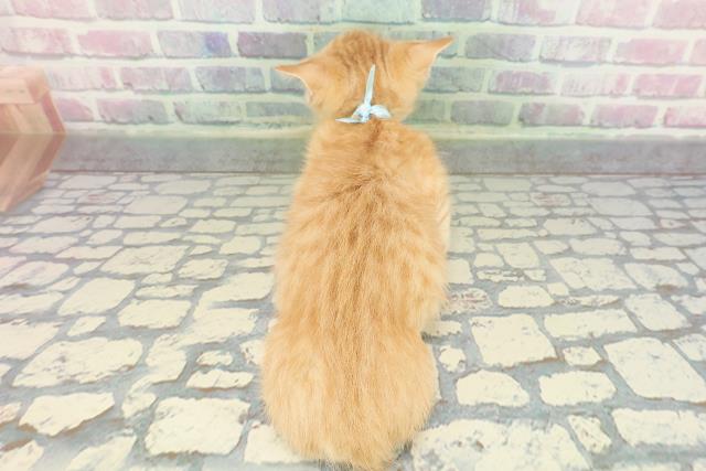 栃木県のマンチカン (Coo&RIKU小山店/2025年11月22日生まれ/男の子/レッドタビー)の子猫の4枚目の画像