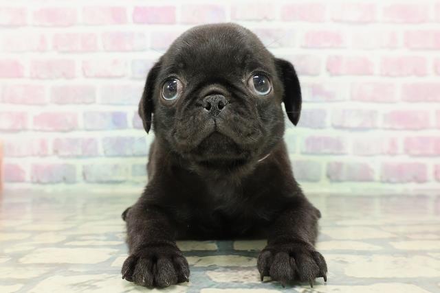 東京都のパグ (Coo&RIKU池袋西口店/2025年12月23日生まれ/女の子/ブラック)の子犬の1枚目の画像