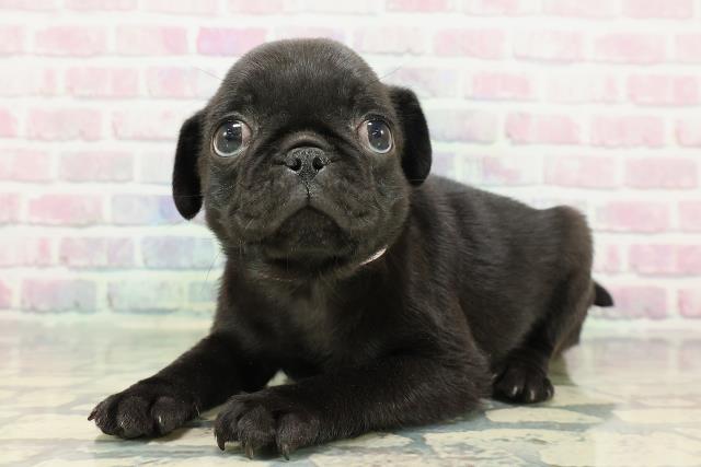 東京都のパグ (Coo&RIKU池袋西口店/2025年12月23日生まれ/女の子/ブラック)の子犬の2枚目の画像