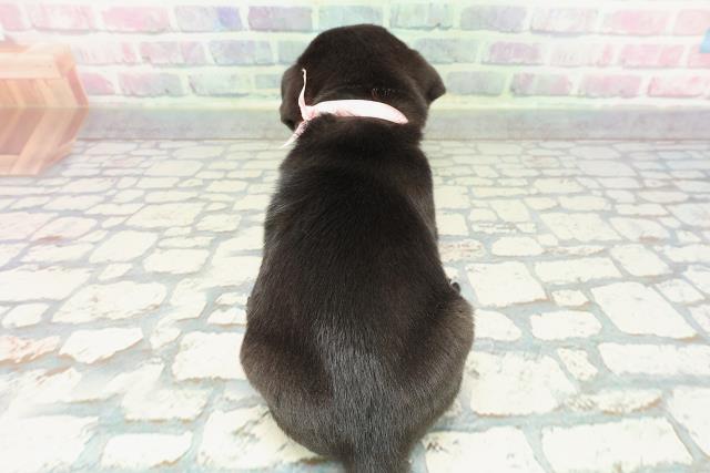 東京都のパグ (Coo&RIKU池袋西口店/2025年12月23日生まれ/女の子/ブラック)の子犬の4枚目の画像