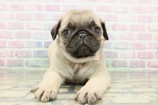 東京都のパグ (Coo&RIKU大久保店/2025年12月23日生まれ/女の子/フォーン)の子犬の1枚目の画像