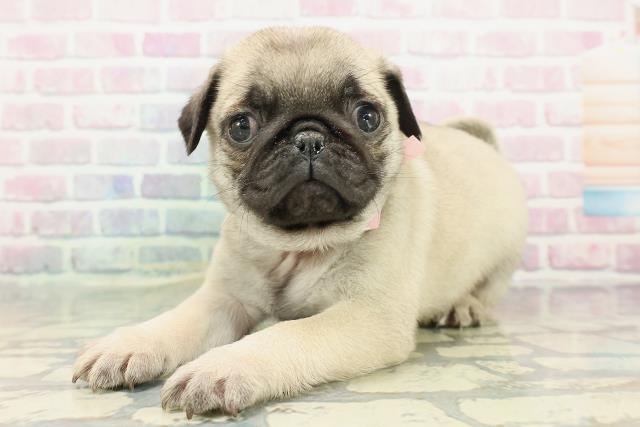 東京都のパグ (Coo&RIKU大久保店/2025年12月23日生まれ/女の子/フォーン)の子犬の2枚目の画像