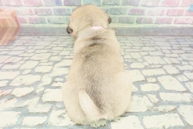 東京都のパグ (Coo&RIKU大久保店/2025年12月23日生まれ/女の子/フォーン)の子犬の4枚目の画像