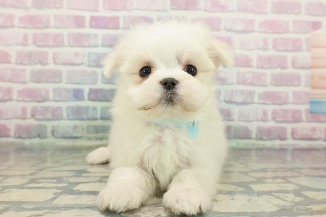 東京都のマルチーズ (Coo&RIKU武蔵小山店/2025年12月23日生まれ/男の子/ホワイト)の子犬の1枚目の画像