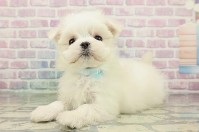 東京都のマルチーズ (Coo&RIKU武蔵小山店/2025年12月23日生まれ/男の子/ホワイト)の子犬の2枚目の画像