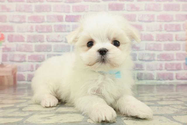 東京都のマルチーズ (Coo&RIKU武蔵小山店/2025年12月23日生まれ/男の子/ホワイト)の子犬の3枚目の画像