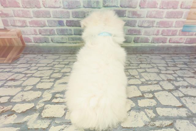 東京都のマルチーズ (Coo&RIKU武蔵小山店/2025年12月23日生まれ/男の子/ホワイト)の子犬の4枚目の画像