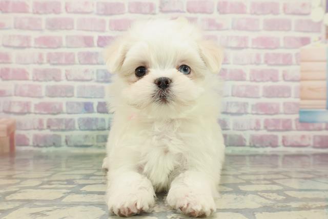 東京都のマルチーズ (Coo&RIKU中野サンモール店/2025年12月23日生まれ/女の子/ホワイト)の子犬の1枚目の画像