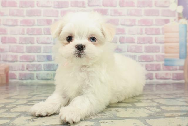 東京都のマルチーズ (Coo&RIKU中野サンモール店/2025年12月23日生まれ/女の子/ホワイト)の子犬の2枚目の画像