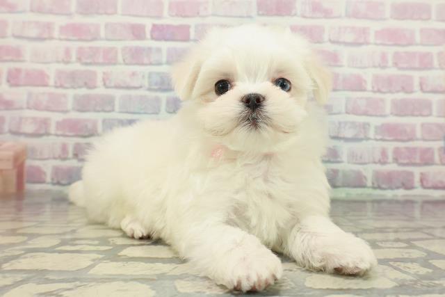 東京都のマルチーズ (Coo&RIKU中野サンモール店/2025年12月23日生まれ/女の子/ホワイト)の子犬の3枚目の画像