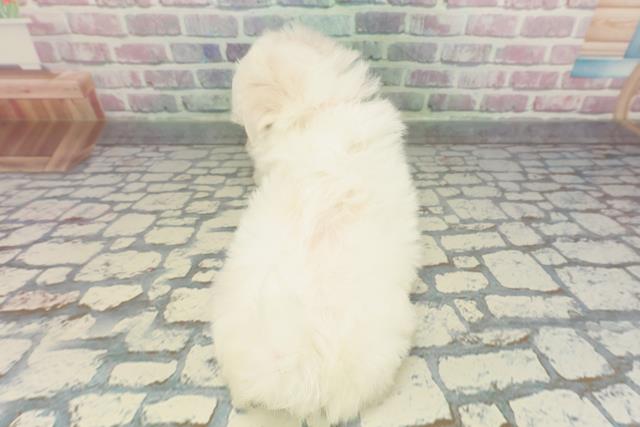 東京都のマルチーズ (Coo&RIKU中野サンモール店/2025年12月23日生まれ/女の子/ホワイト)の子犬の4枚目の画像