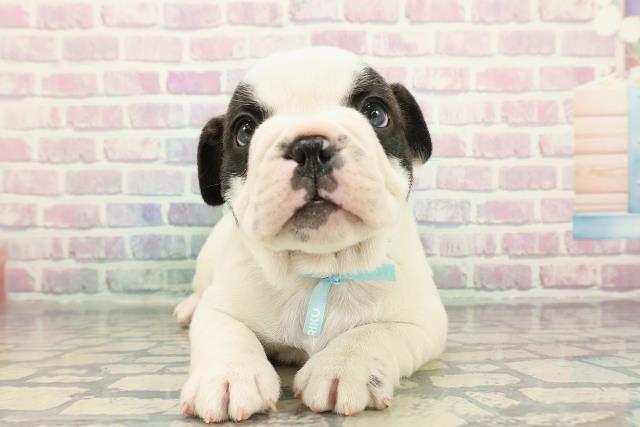 東京都のフレンチブルドッグ (Coo&RIKU三軒茶屋店/2025年12月24日生まれ/男の子/パイド)の子犬の1枚目の画像