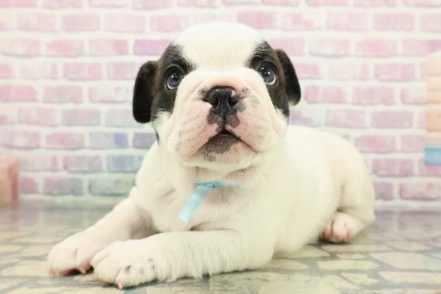 東京都のフレンチブルドッグ (Coo&RIKU三軒茶屋店/2025年12月24日生まれ/男の子/パイド)の子犬の2枚目の画像