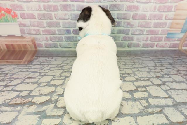 東京都のフレンチブルドッグ (Coo&RIKU三軒茶屋店/2025年12月24日生まれ/男の子/パイド)の子犬の4枚目の画像