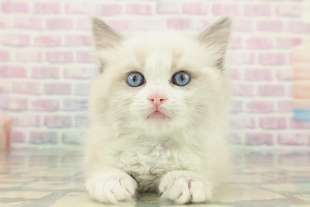 東京都のラグドール (Coo&RIKU池袋西口店/2025年12月24日生まれ/男の子/ブルーポイントバイカラー)の子猫