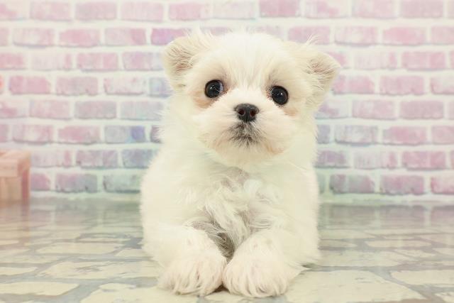 東京都のマルチーズ (Coo&RIKU大久保店/2025年12月24日生まれ/男の子/ホワイト)の子犬の1枚目の画像