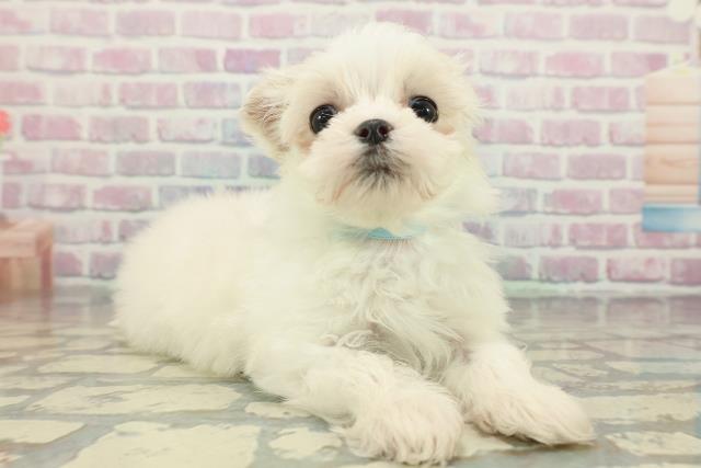 東京都のマルチーズ (Coo&RIKU大久保店/2025年12月24日生まれ/男の子/ホワイト)の子犬の3枚目の画像
