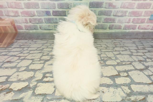 東京都のマルチーズ (Coo&RIKU大久保店/2025年12月24日生まれ/男の子/ホワイト)の子犬の4枚目の画像