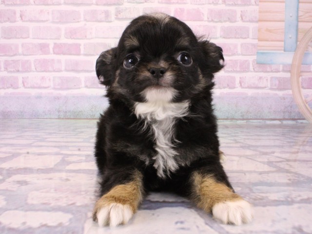 大阪府のチワワ(ロング) (Coo&RIKU高槻店/2025年12月25日生まれ/女の子/ブラックタンホワイト)の子犬の1枚目の画像