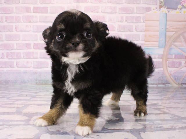 大阪府のチワワ(ロング) (Coo&RIKU高槻店/2025年12月25日生まれ/女の子/ブラックタンホワイト)の子犬の2枚目の画像