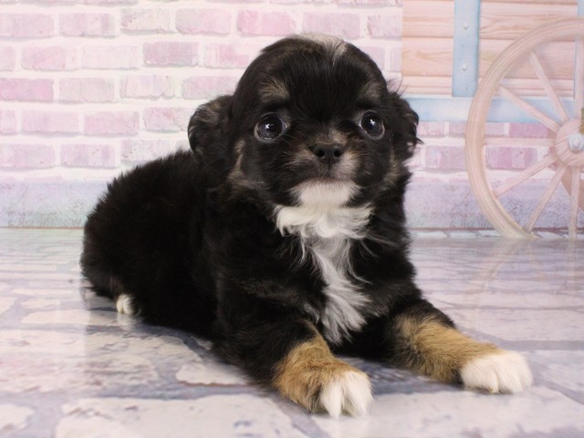 大阪府のチワワ(ロング) (Coo&RIKU高槻店/2025年12月25日生まれ/女の子/ブラックタンホワイト)の子犬の3枚目の画像