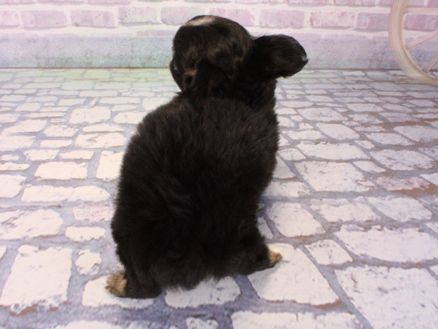 大阪府のチワワ(ロング) (Coo&RIKU高槻店/2025年12月25日生まれ/女の子/ブラックタンホワイト)の子犬の4枚目の画像