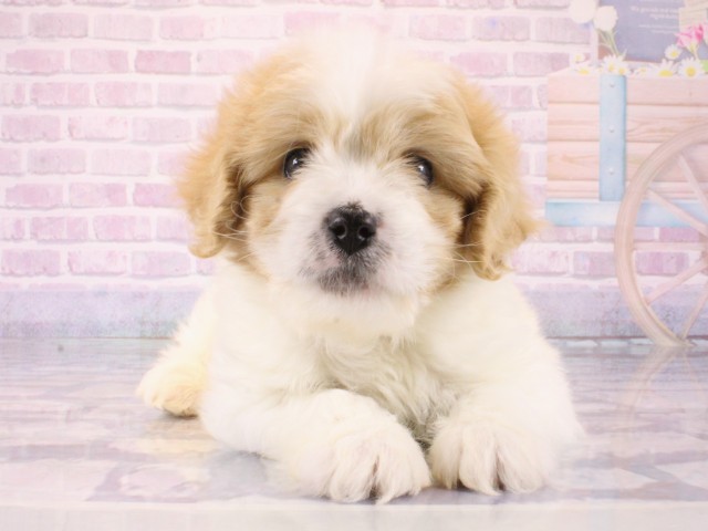 大阪府のハーフ犬・ミックス犬 (Coo&RIKU高槻店/2025年12月25日生まれ/男の子/クリームホワイト)の子犬の1枚目の画像