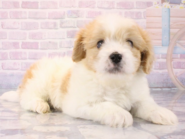 大阪府のハーフ犬・ミックス犬 (Coo&RIKU高槻店/2025年12月25日生まれ/男の子/クリームホワイト)の子犬の2枚目の画像