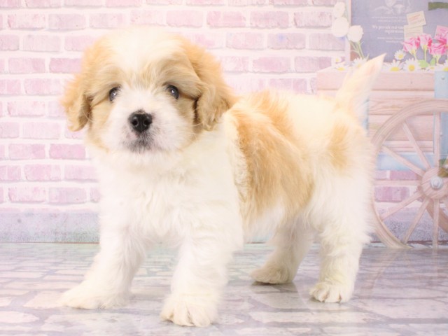 大阪府のハーフ犬・ミックス犬 (Coo&RIKU高槻店/2025年12月25日生まれ/男の子/クリームホワイト)の子犬の3枚目の画像