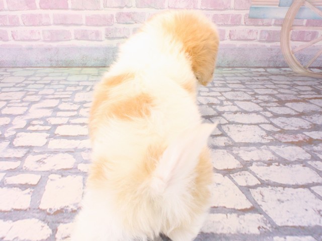 大阪府のハーフ犬・ミックス犬 (Coo&RIKU高槻店/2025年12月25日生まれ/男の子/クリームホワイト)の子犬の4枚目の画像