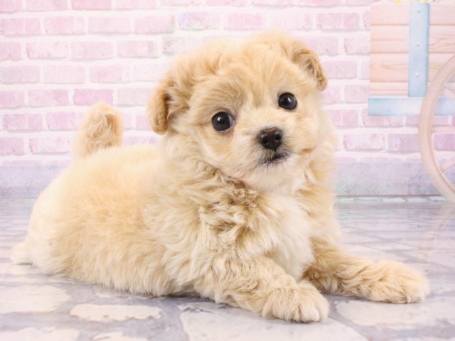 京都府のチワプー/プーチー(チワワ×プードル) (Coo&RIKU京都河原町店/2025年12月24日生まれ/女の子/クリーム)の子犬の2枚目の画像