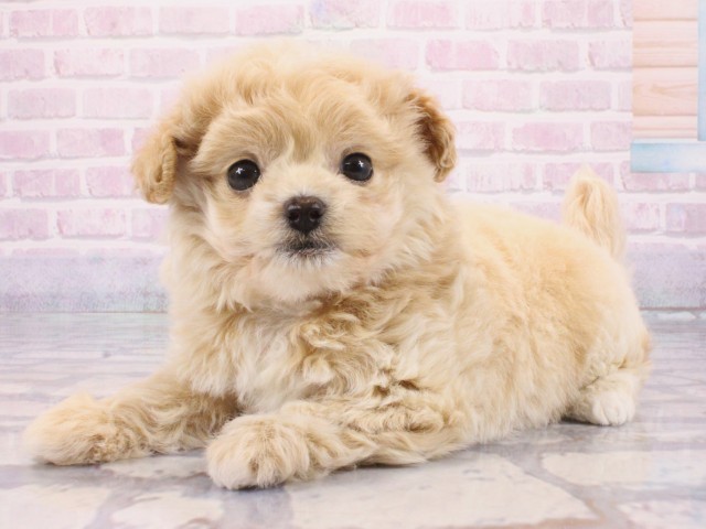 京都府のチワプー/プーチー(チワワ×プードル) (Coo&RIKU京都河原町店/2025年12月24日生まれ/女の子/クリーム)の子犬の3枚目の画像