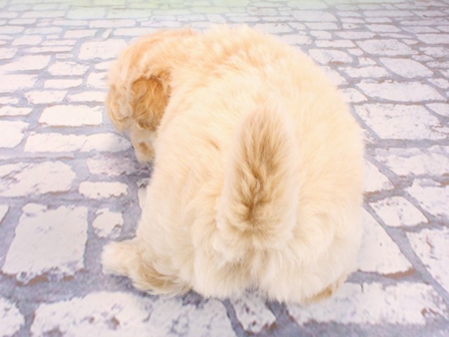 京都府のチワプー/プーチー(チワワ×プードル) (Coo&RIKU京都河原町店/2025年12月24日生まれ/女の子/クリーム)の子犬の4枚目の画像