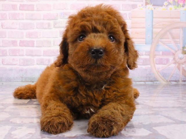 奈良県のトイプードル(トイ) (Coo&RIKU奈良新庄店/2025年12月24日生まれ/男の子/レッドフォーン)の子犬の1枚目の画像