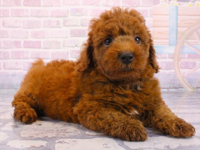 奈良県のトイプードル(トイ) (Coo&RIKU奈良新庄店/2025年12月24日生まれ/男の子/レッドフォーン)の子犬の2枚目の画像