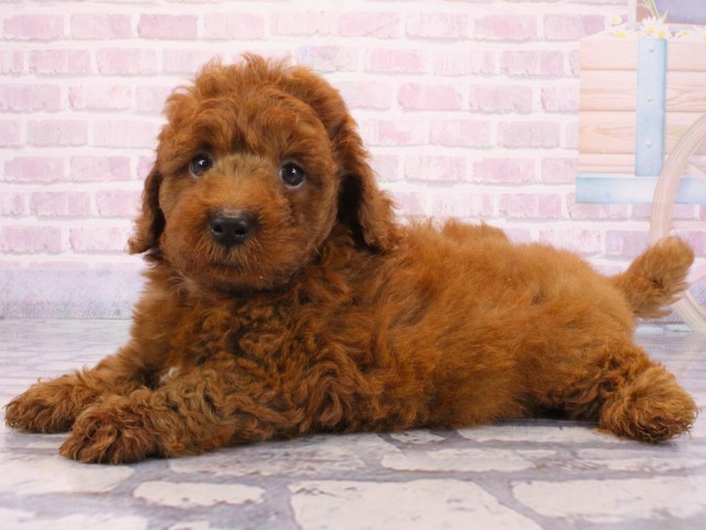 奈良県のトイプードル(トイ) (Coo&RIKU奈良新庄店/2025年12月24日生まれ/男の子/レッドフォーン)の子犬の3枚目の画像