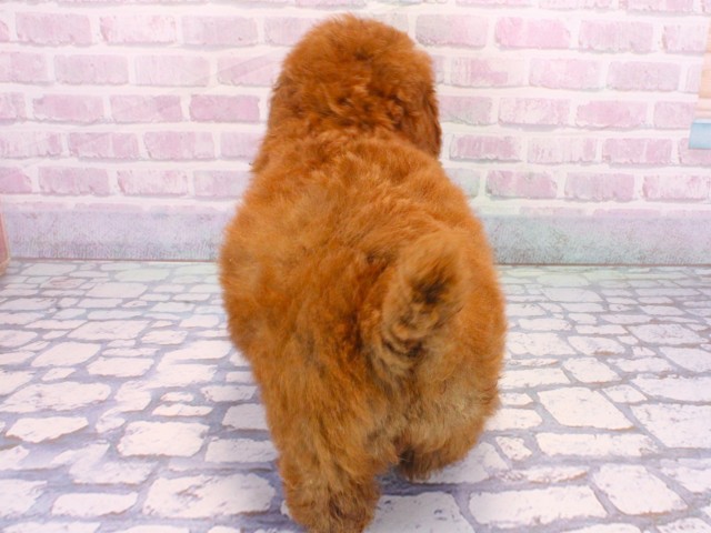 奈良県のトイプードル(トイ) (Coo&RIKU奈良新庄店/2025年12月24日生まれ/男の子/レッドフォーン)の子犬の4枚目の画像