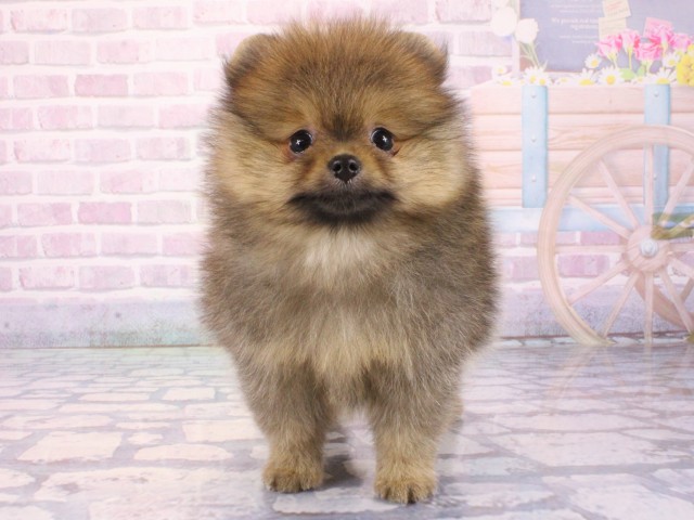 京都府のポメラニアン (Coo&RIKU京都店/2025年12月25日生まれ/女の子/オレンジ)の子犬の1枚目の画像