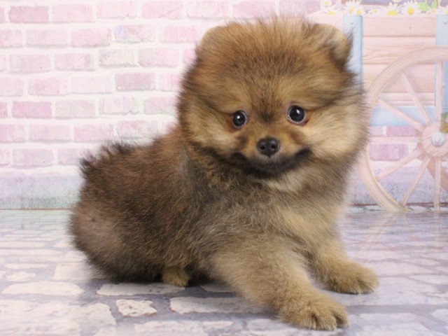 京都府のポメラニアン (Coo&RIKU京都店/2025年12月25日生まれ/女の子/オレンジ)の子犬の2枚目の画像