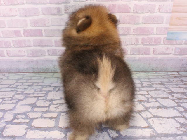 京都府のポメラニアン (Coo&RIKU京都店/2025年12月25日生まれ/女の子/オレンジ)の子犬の4枚目の画像