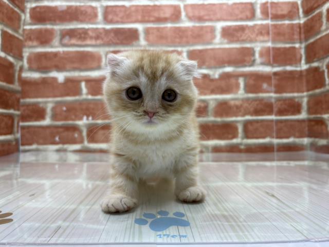 スコティッシュフォールド