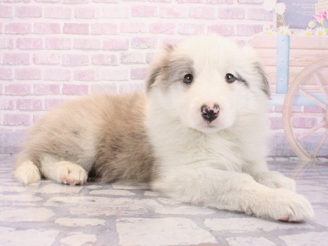 兵庫県のボーダーコリー (Coo&RIKU姫路店/2025年12月24日生まれ/女の子/ブルーマール)の子犬の2枚目の画像