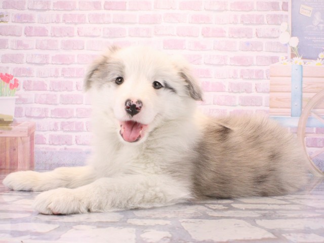 兵庫県のボーダーコリー (Coo&RIKU姫路店/2025年12月24日生まれ/女の子/ブルーマール)の子犬の3枚目の画像