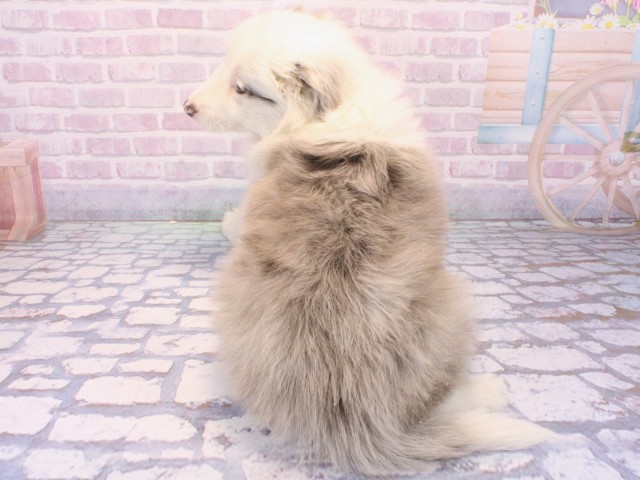 兵庫県のボーダーコリー (Coo&RIKU姫路店/2025年12月24日生まれ/女の子/ブルーマール)の子犬の4枚目の画像